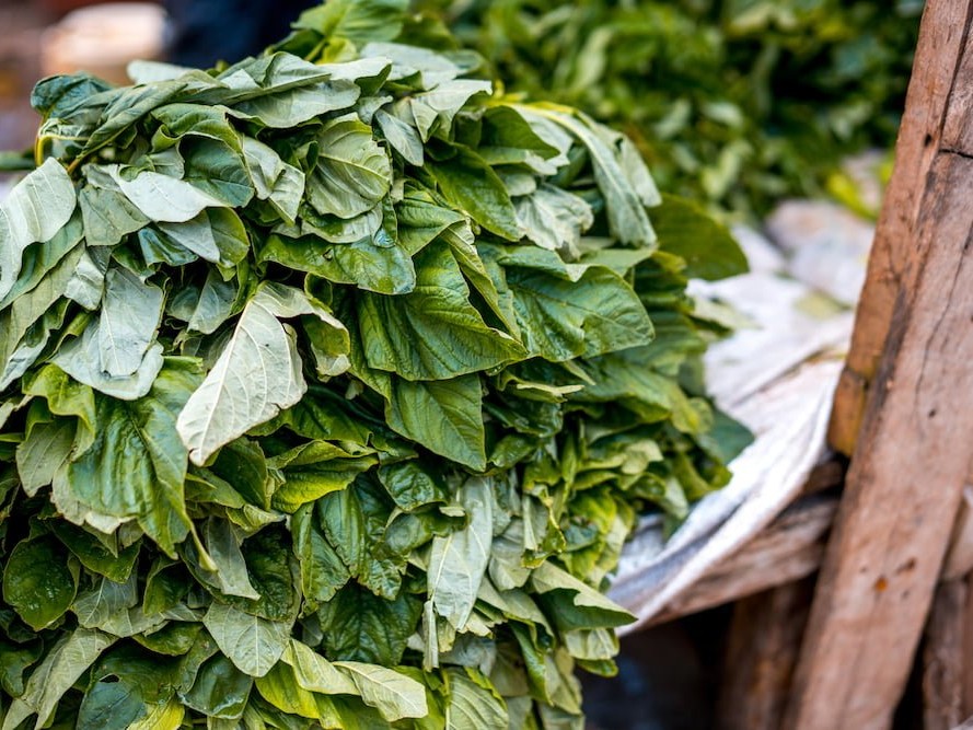 Pumpkin Leaves